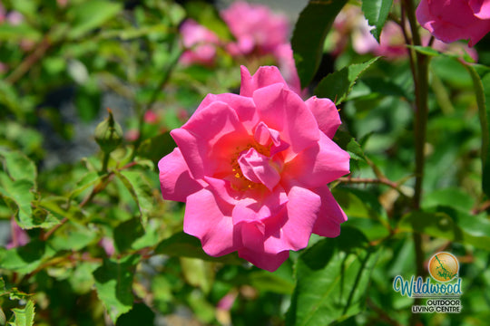 Pink Freedom -  Weeks Rose