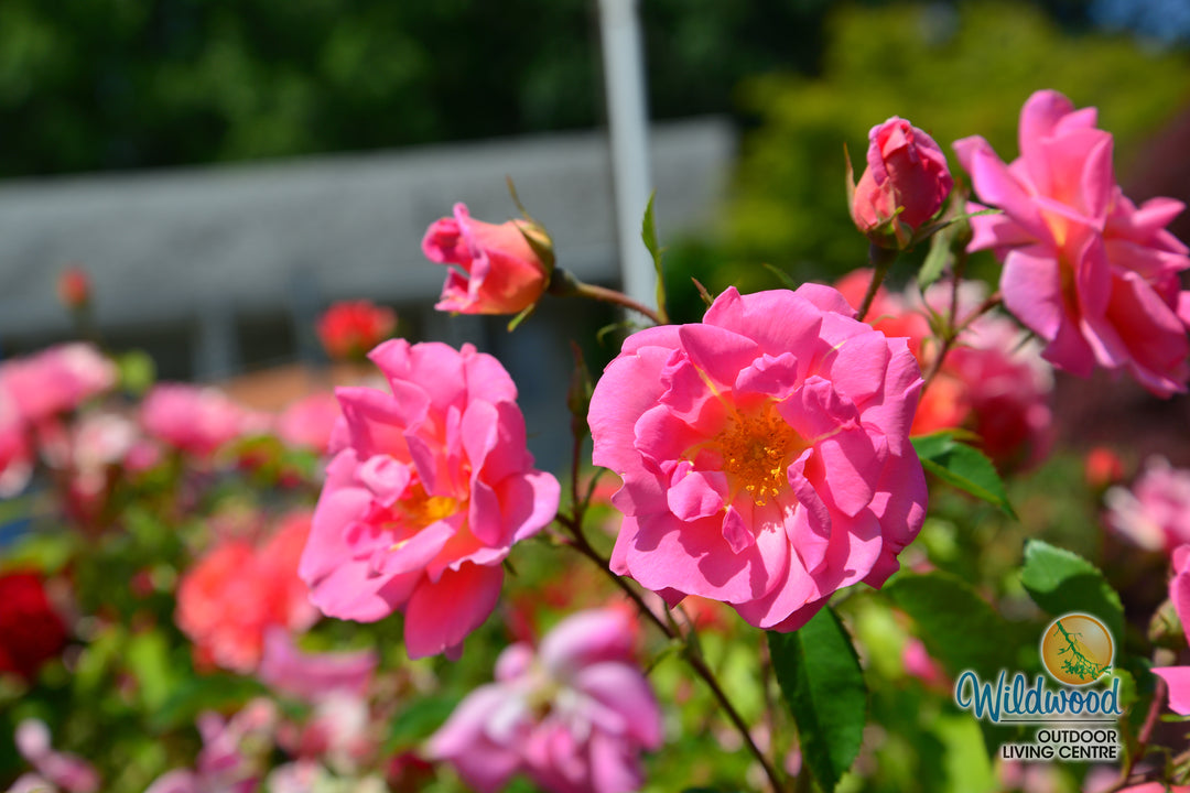 Pink Freedom -  Weeks Rose