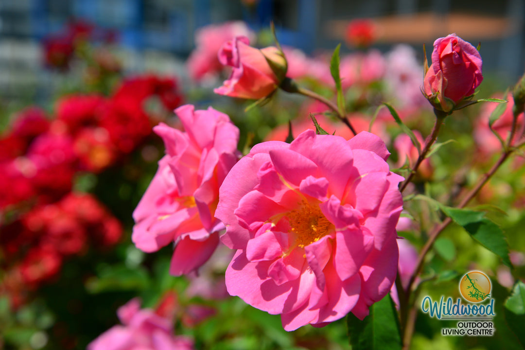 Pink Freedom -  Weeks Rose
