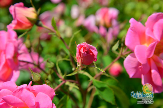 Pink Freedom -  Weeks Rose