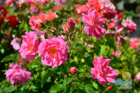 Pink Freedom -  Weeks Rose