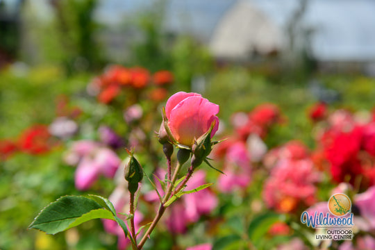 Pink Freedom -  Weeks Rose