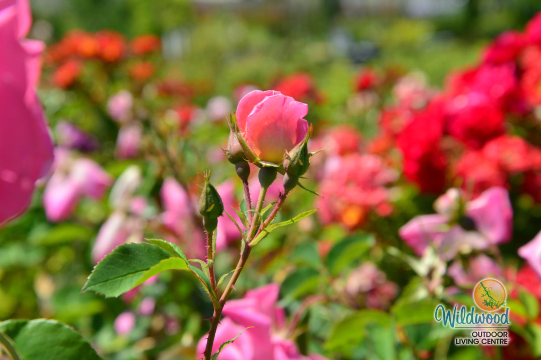 Pink Freedom -  Weeks Rose