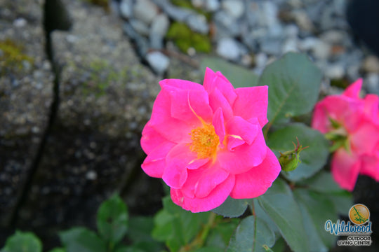 Pink Freedom -  Weeks Rose