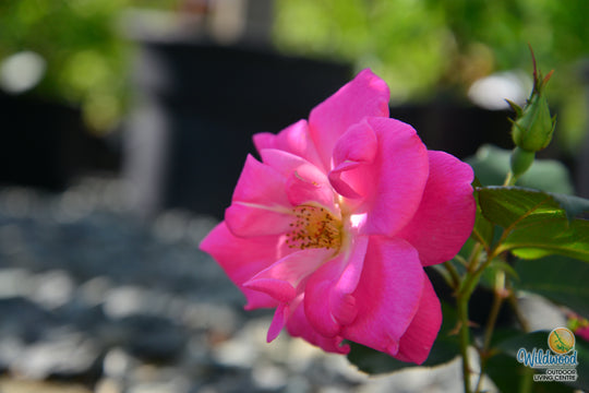 Pink Freedom -  Weeks Rose