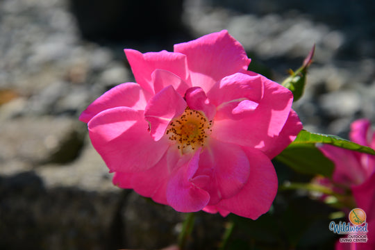 Pink Freedom -  Weeks Rose