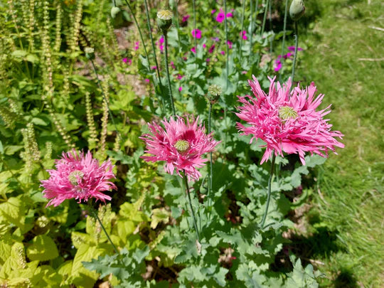 Pink Frilly Poppy - Eagleridge Seeds