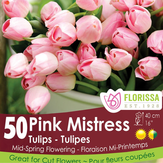 Tulip - Pink Mistress - Mesh Bag, 50 Pack