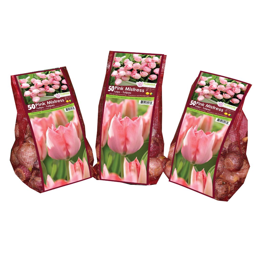 Tulip - Pink Mistress - Mesh Bag, 50 Pack