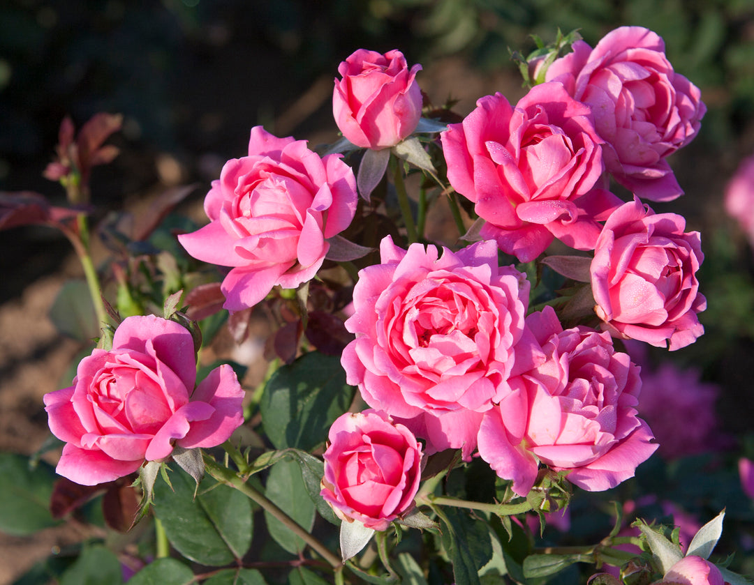 Pink Double Knock Out - Star Roses and Plants