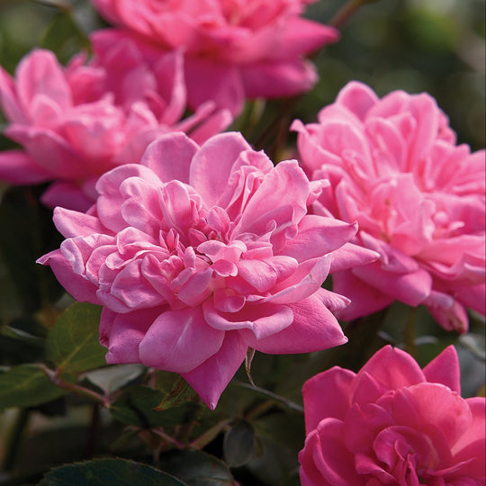 Pink Double Knock Out - Star Roses and Plants