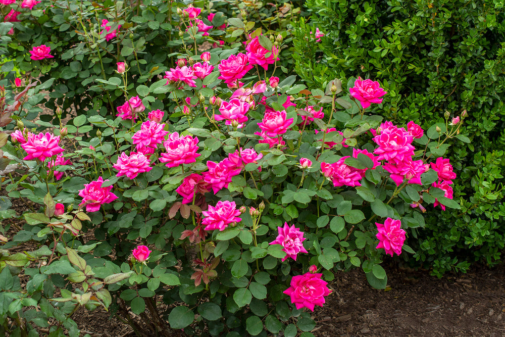 Pink Double Knock Out - Star Roses and Plants