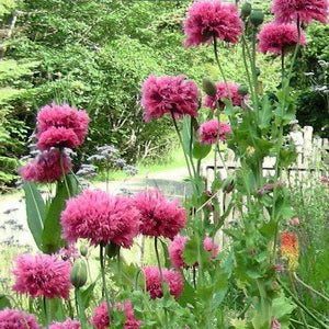 Pink Frilly Poppy - Eagleridge Seeds