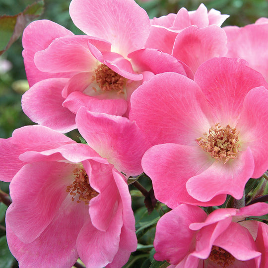 Pink Knock Out - Star Roses and Plants