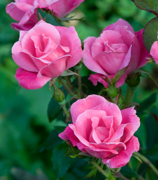 Pink Knock Out - Star Roses and Plants