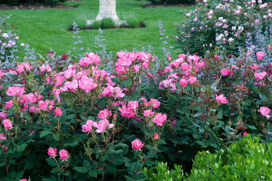 Pink Knock Out - Star Roses and Plants