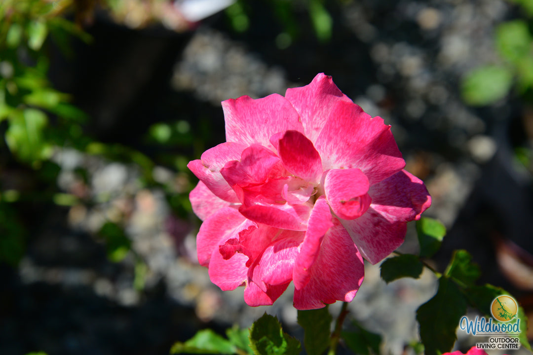Pinkerbelle™ - Star Roses and Plants