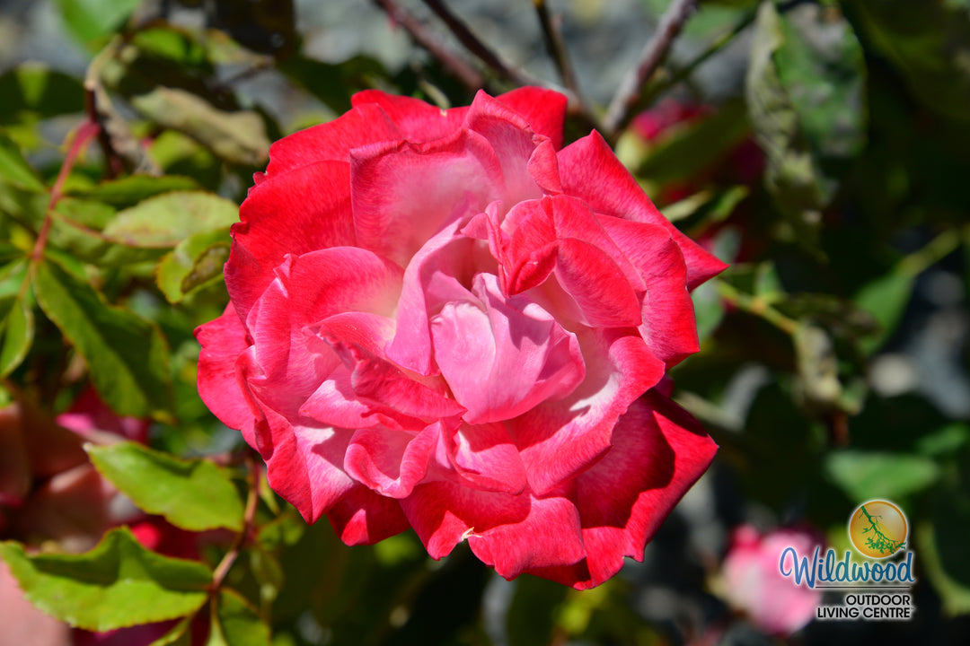 Pinkerbelle™ - Star Roses and Plants