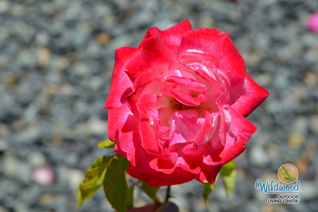 Pinkerbelle™ - Star Roses and Plants