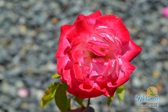 Pinkerbelle™ - Star Roses and Plants