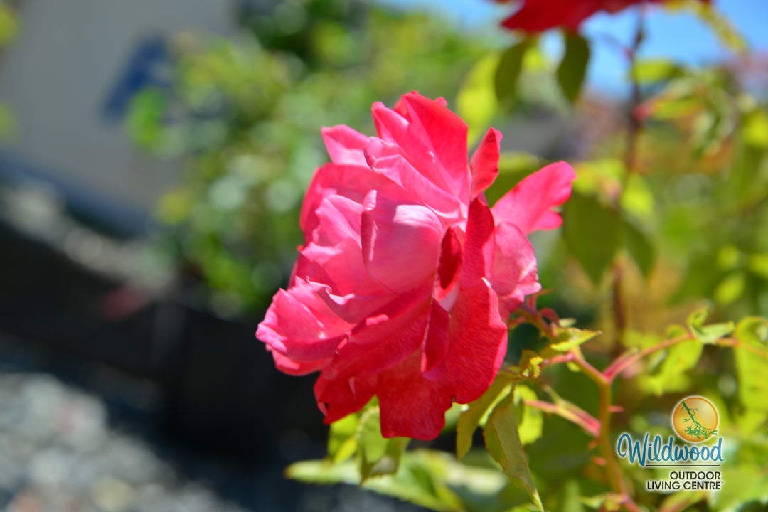 Pinkerbelle™ - Star Roses and Plants