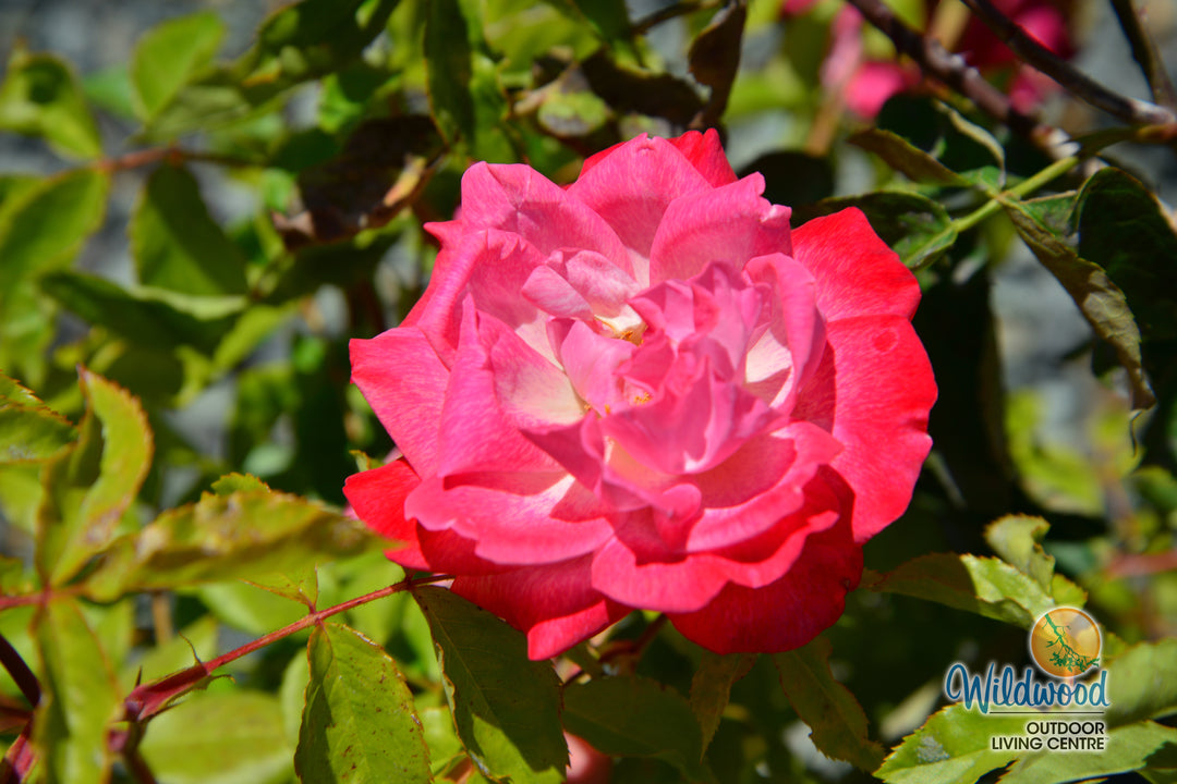 Pinkerbelle™ - Star Roses and Plants