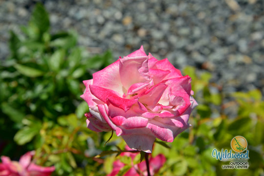 Pinkerbelle™ - Star Roses and Plants
