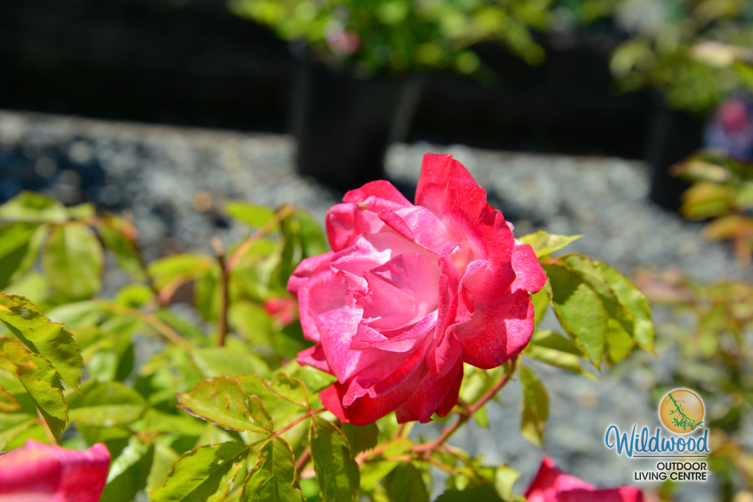 Pinkerbelle™ - Star Roses and Plants