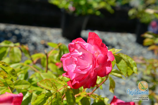Pinkerbelle™ - Star Roses and Plants