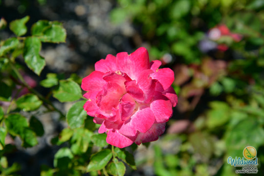 Pinkerbelle™ - Star Roses and Plants