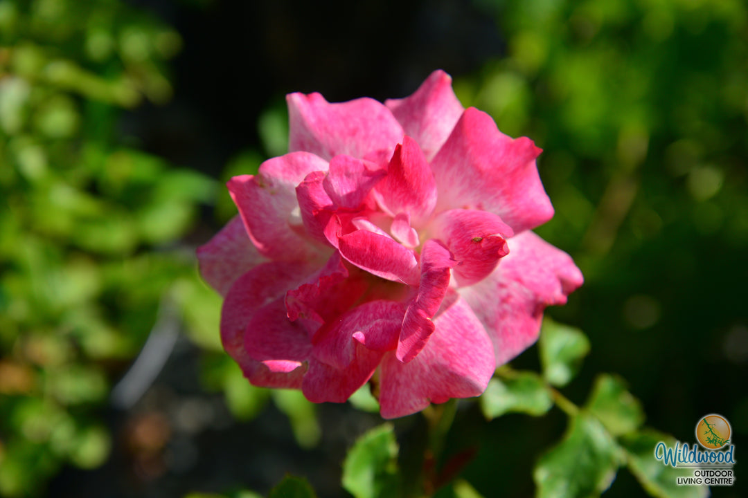 Pinkerbelle™ - Star Roses and Plants