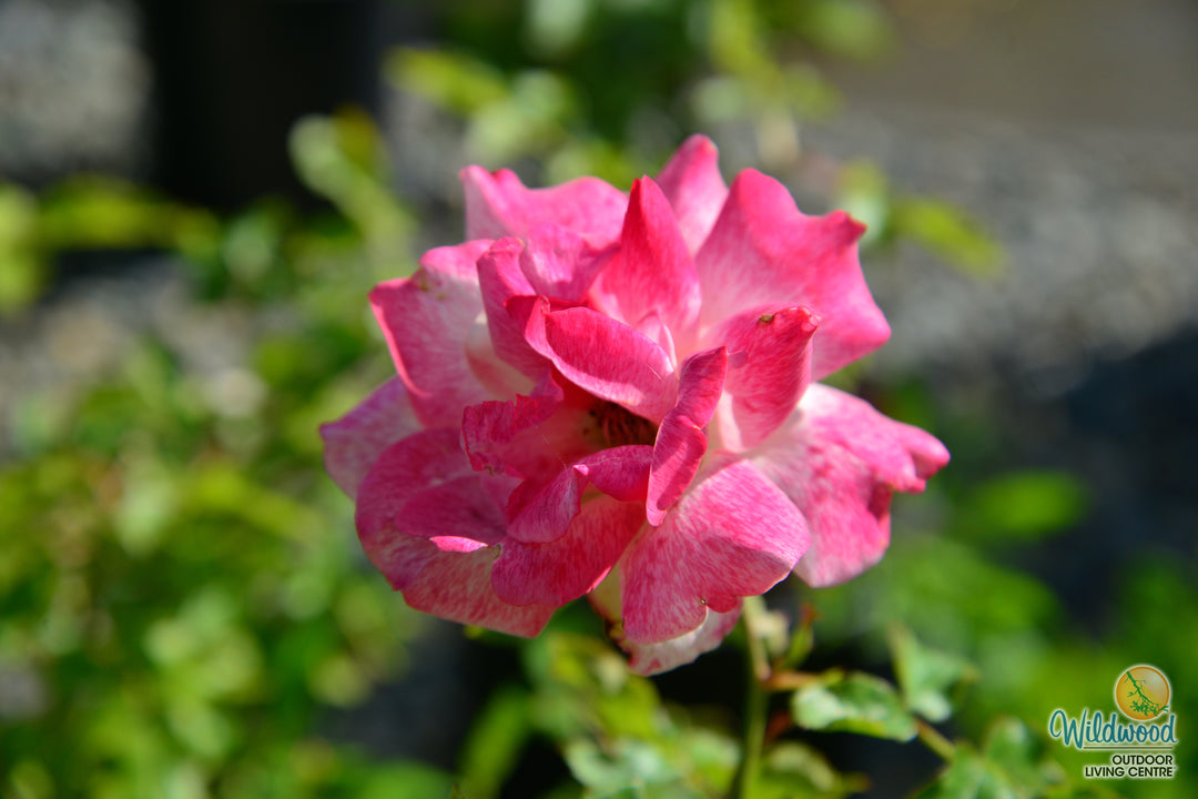 Pinkerbelle™ - Star Roses and Plants