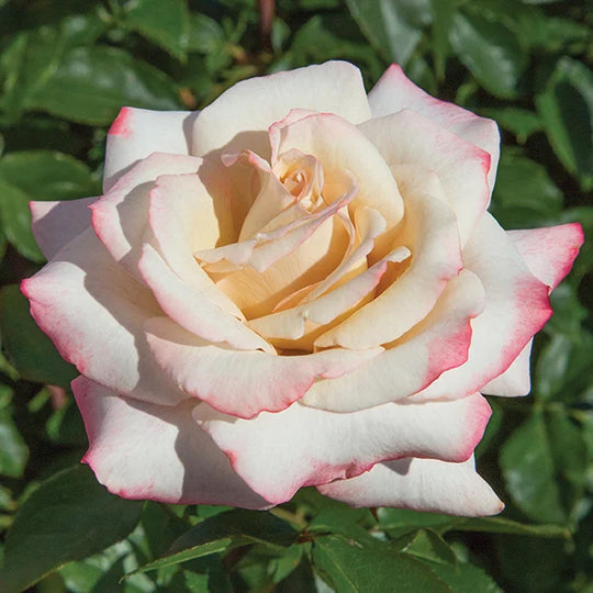 Pinkerbelle™ - Star Roses and Plants