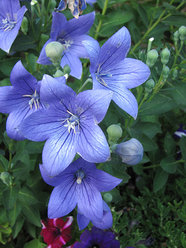 Platycodon - Sentimental Blue, 1 Pack