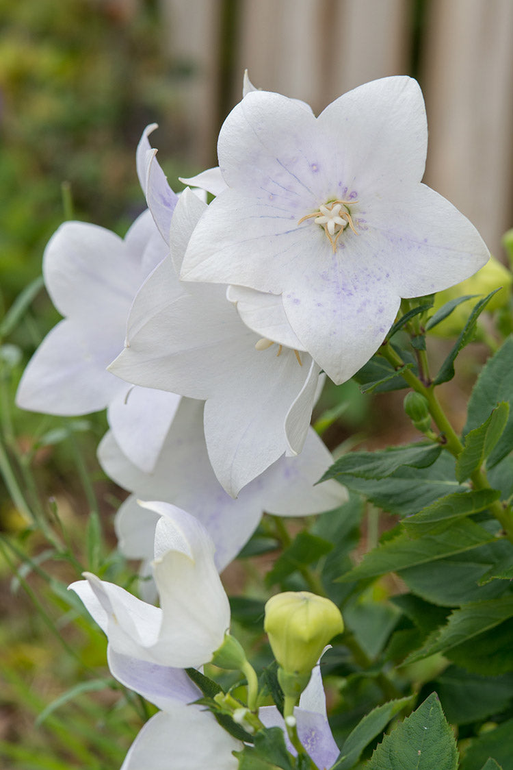 Platycodon - Fuji White, 1 Pack