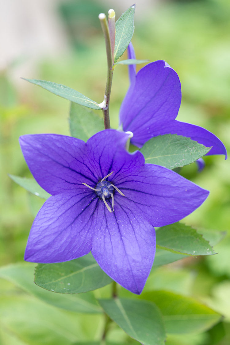 Platycodon - Sentimental Blue, 1 Pack