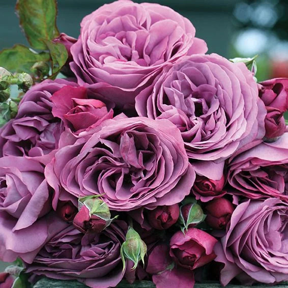 Sunbelt® Plum Perfect™ - Kordes® Roses