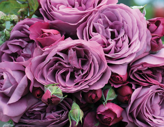 Sunbelt® Plum Perfect™ - Star Roses and Plants