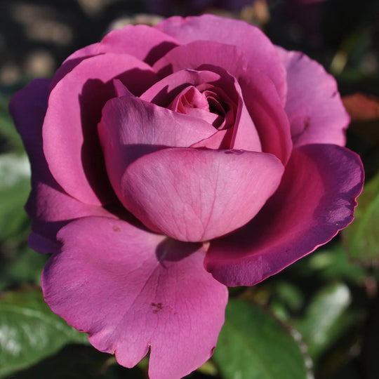 Sunbelt® Plum Perfect™ - Kordes® Roses