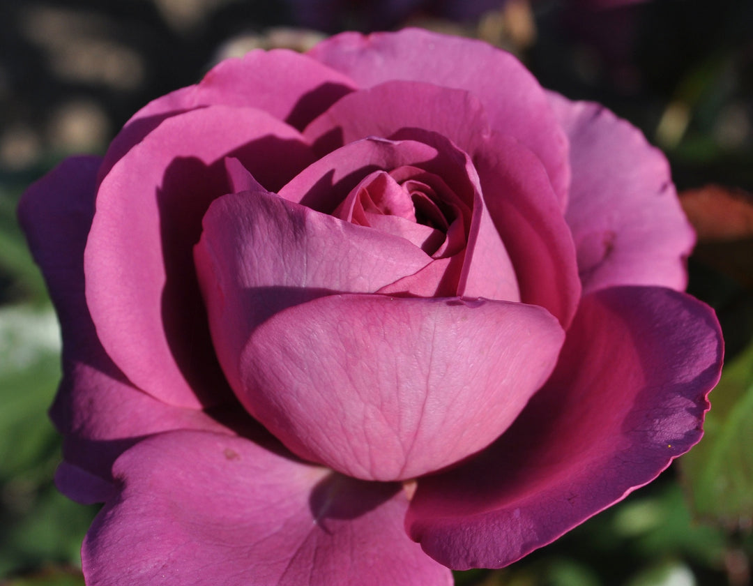 Sunbelt® Plum Perfect™ - Star Roses and Plants