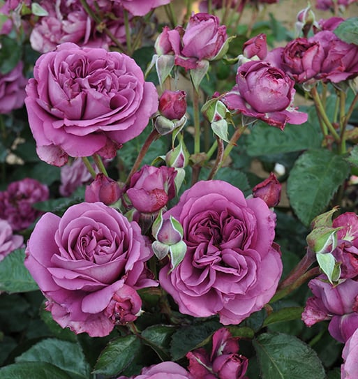 Sunbelt® Plum Perfect™ - Kordes® Roses