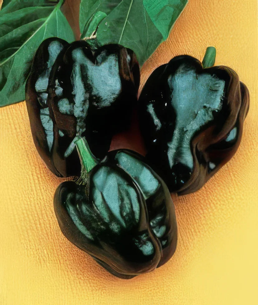 Pepper Poblano Ancho Hot - Salt Spring Seeds