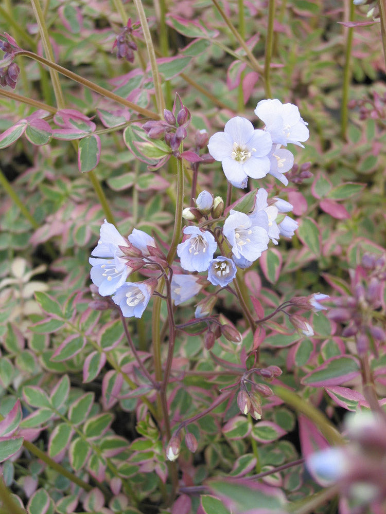 Polemonium - Stairway to Heaven, 1 Pack