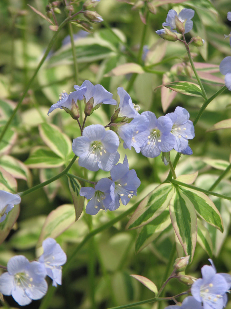 Polemonium - Stairway to Heaven, 1 Pack