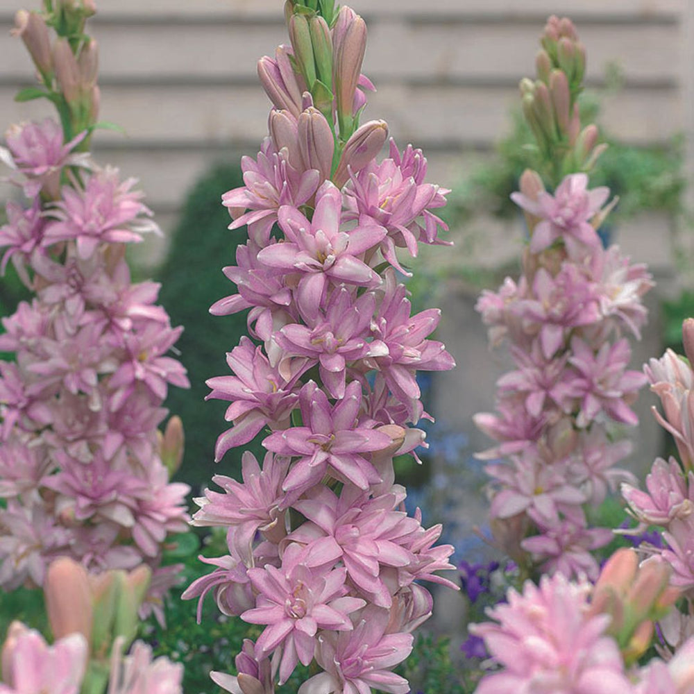 Polianthes Tuberosa - Pink Sapphire | Double Tuberose | 1 Pack