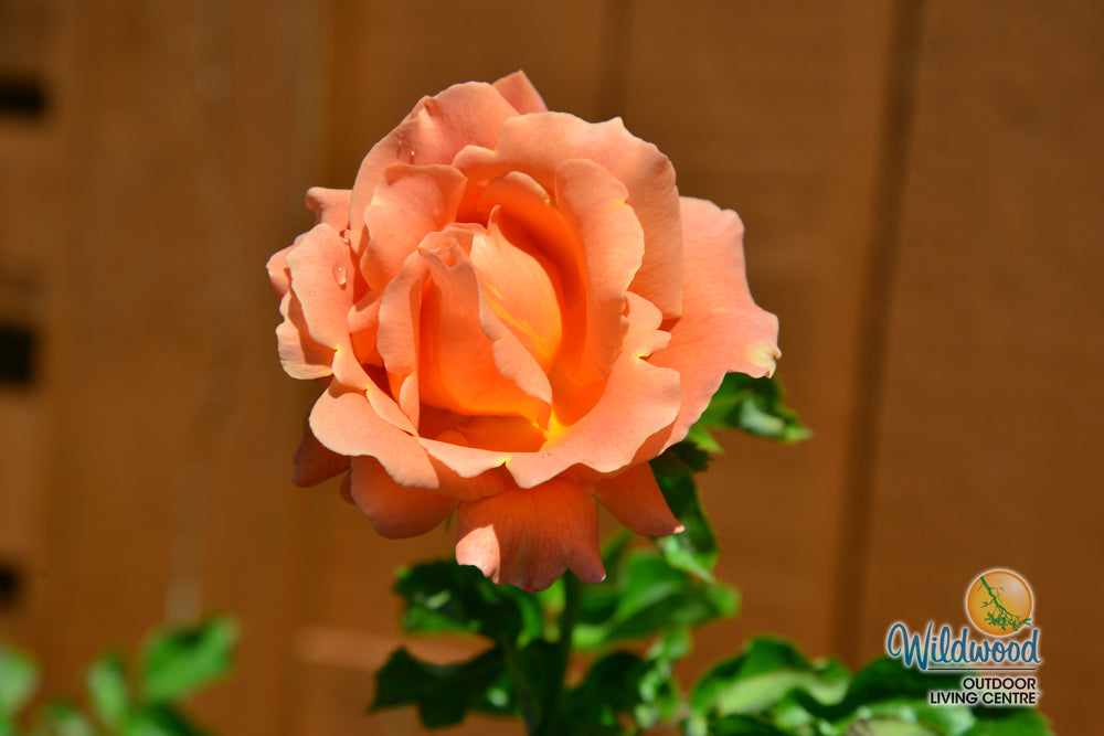 Polka - Star Roses and Plants