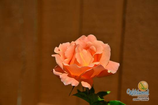 Polka - Star Roses and Plants