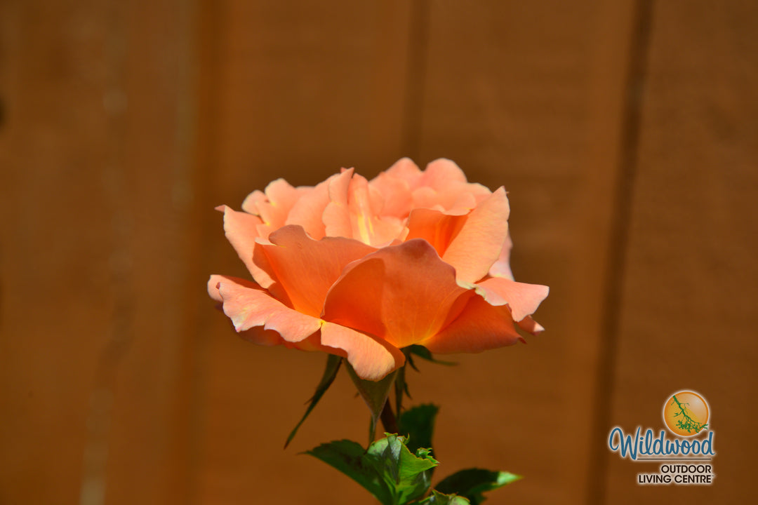 Polka - Star Roses and Plants