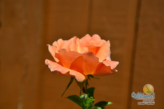 Polka - Star Roses and Plants