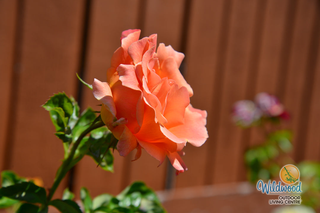 Polka - Star Roses and Plants